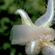 Everybody’s gotta eat, but when you’re the seastar Pythonaster, lunch may consist of a glass sponge. Yum?